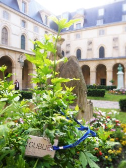 des OubliEs poussent dans le cloître