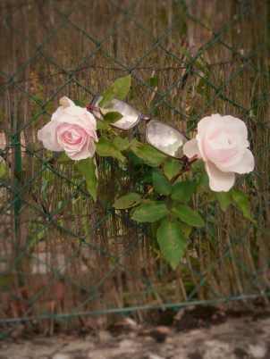 le regard des roses c'est la vie 2