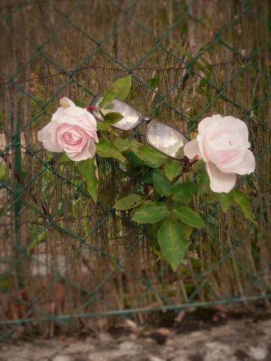 le regard des roses c'est la vie 2