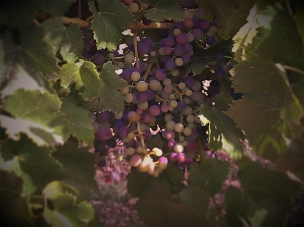 aoste le raisin trop vert de la rouge rouge