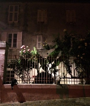 deux chats dans les roses