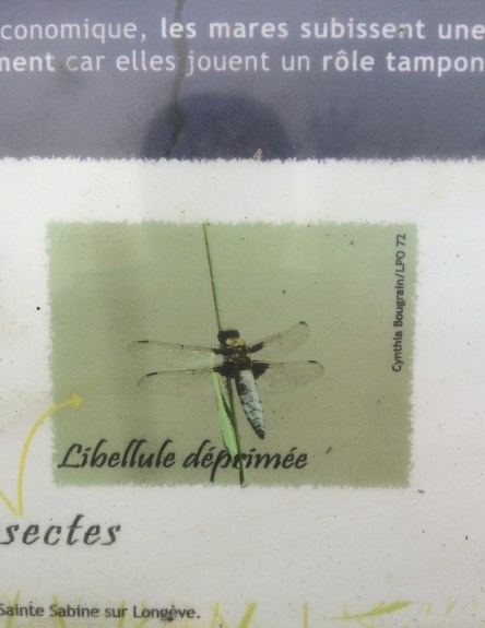 libellule-dc3a9primc3a9e.jpg